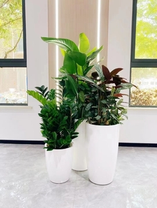 速看！镇海盆景出租价格全解析